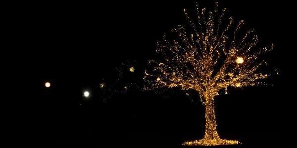 Best Outdoor Lit Trees - That Add An Instagrammable Entrance To Your Porch